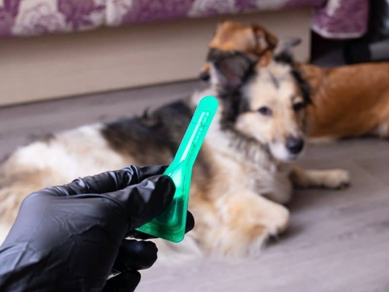 köpeklerde pire oluşumu nedenleri
