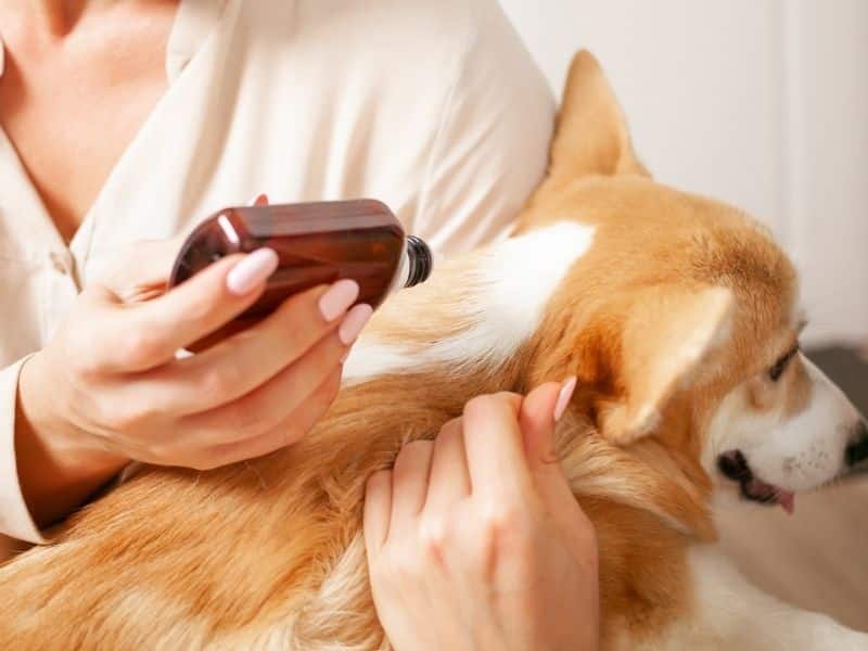 köpeklerde pire oluşumu
