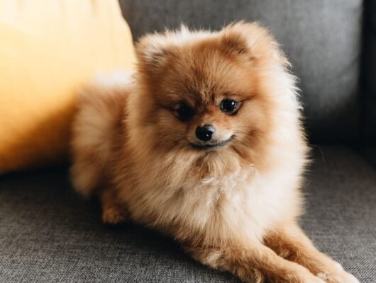 pomeranian boo