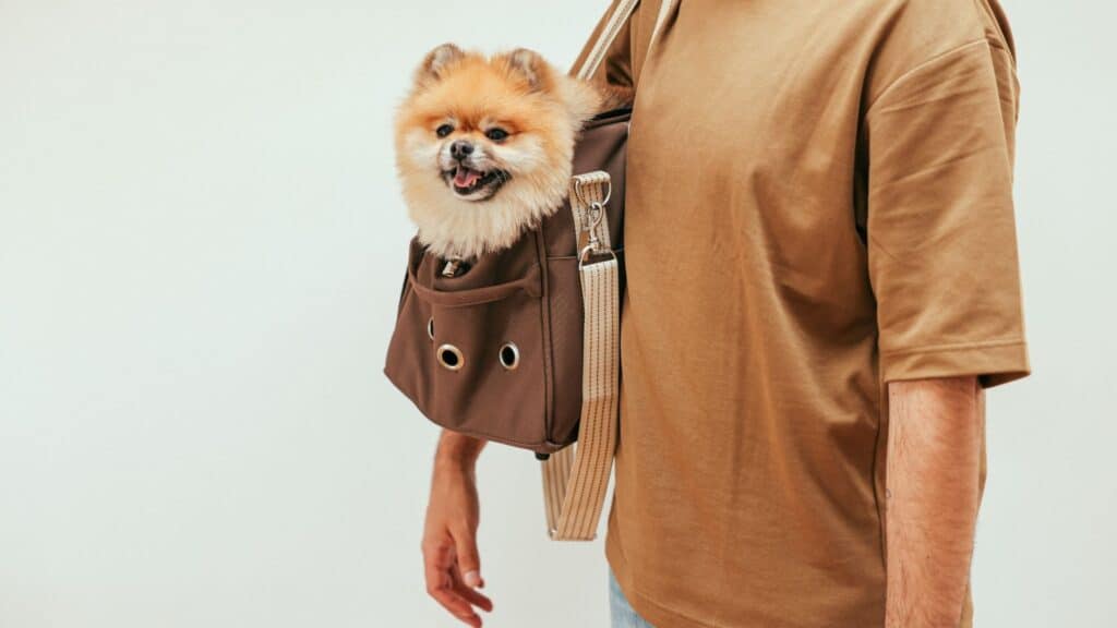 pomeranian boo