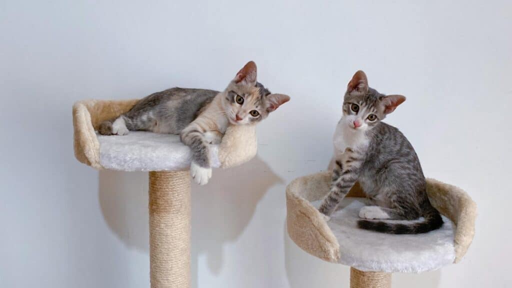 Pet Otel