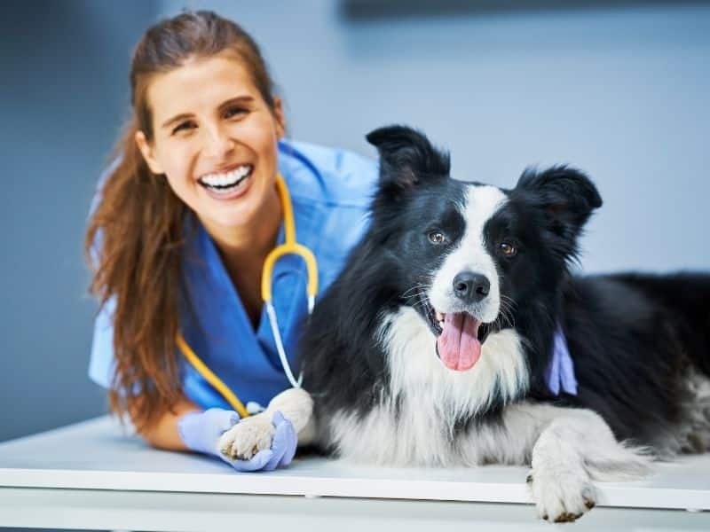 en yakın veteriner kliniği
