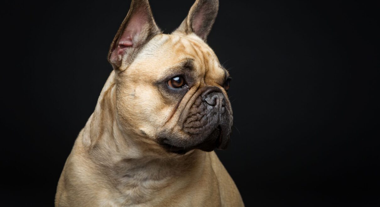 fransız bulldog
