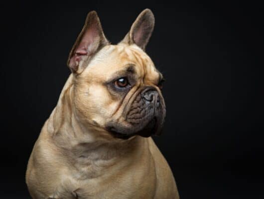 fransız bulldog