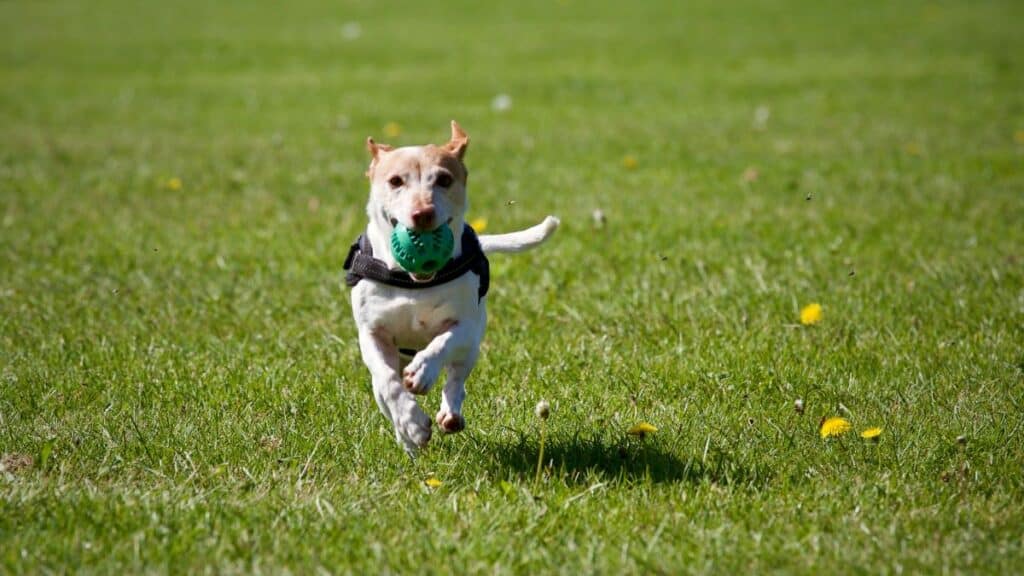 köpek gezdirme