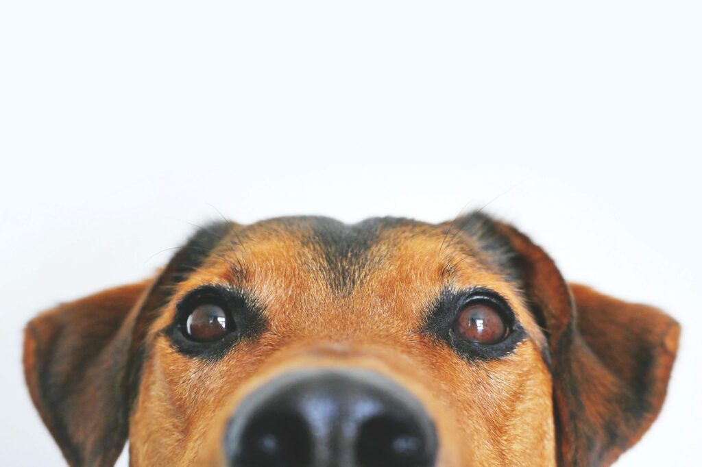 köpek gezdirme