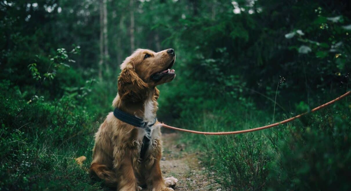 köpek gezdirme
