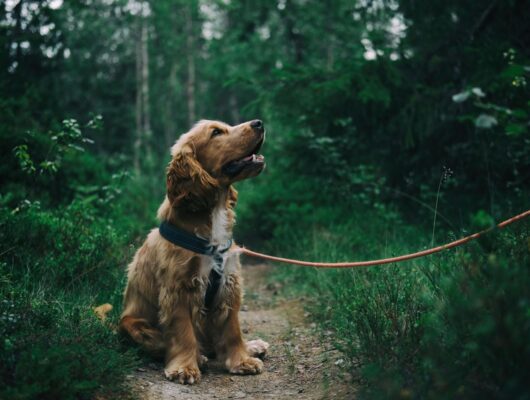 köpek gezdirme