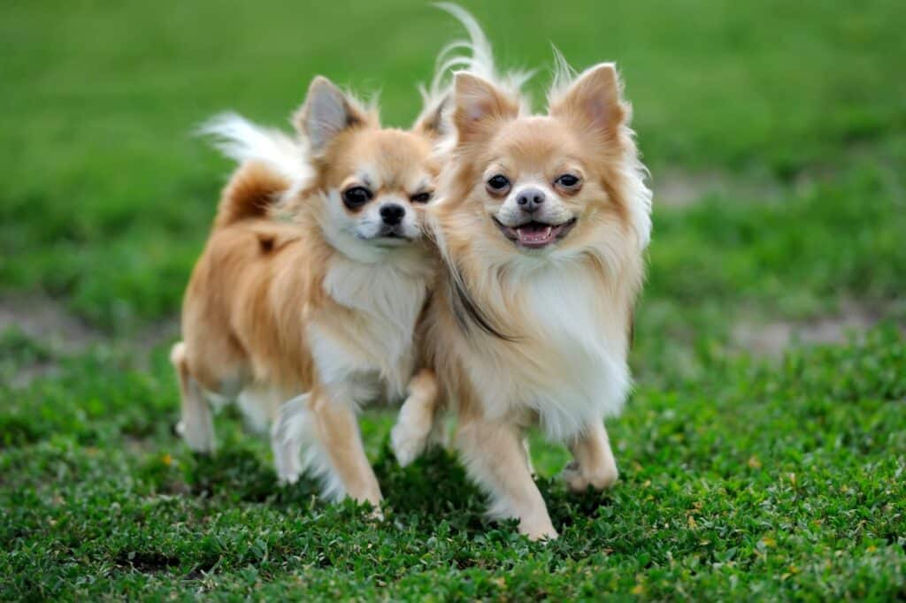 şivava köpekler