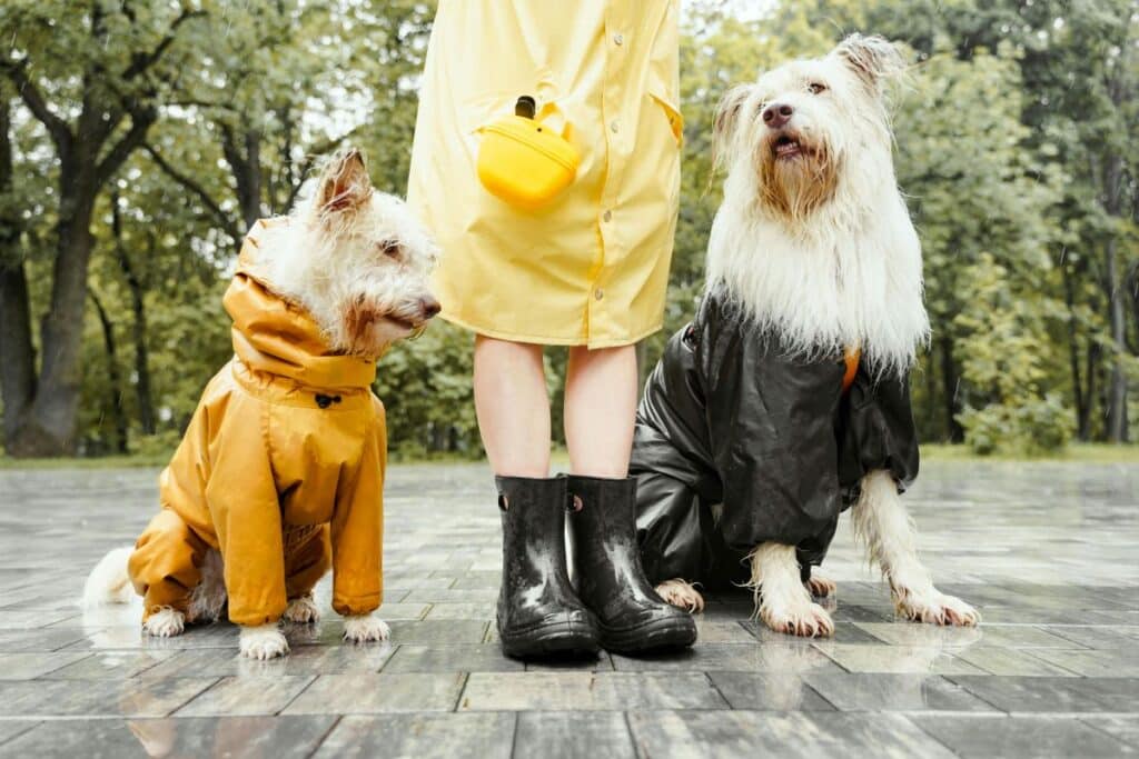 köpek gezdirme