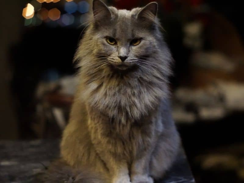 uzun tüylü kedi cinsleri