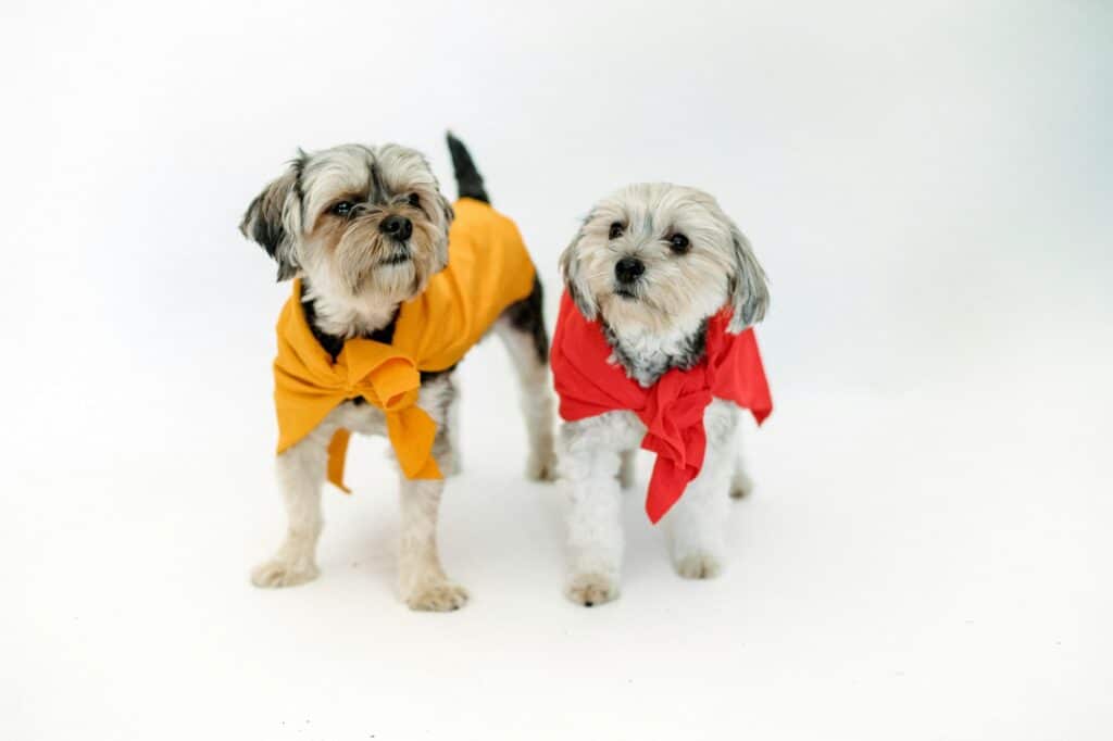 maltese terrier