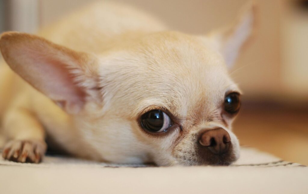 evde beslenen köpek türleri