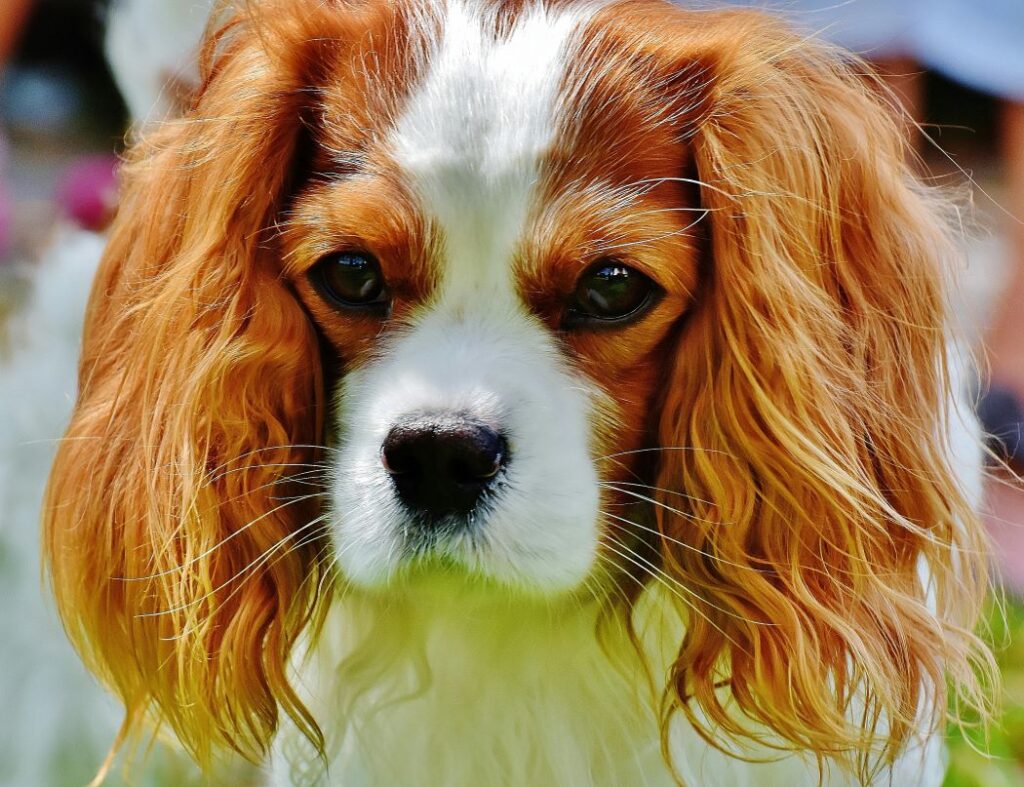 evde beslenen köpek türleri