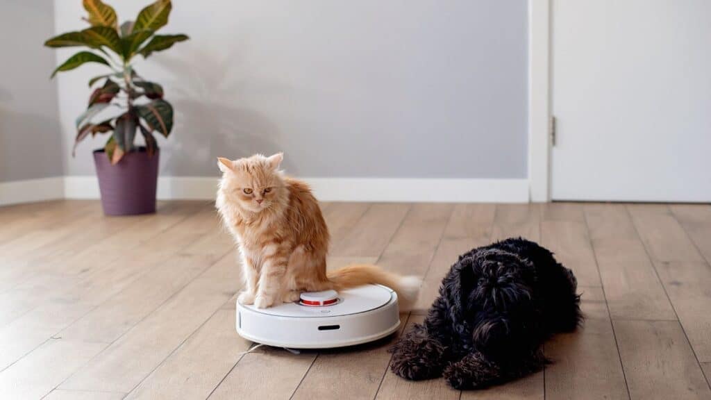 kedi tüyü temizleme