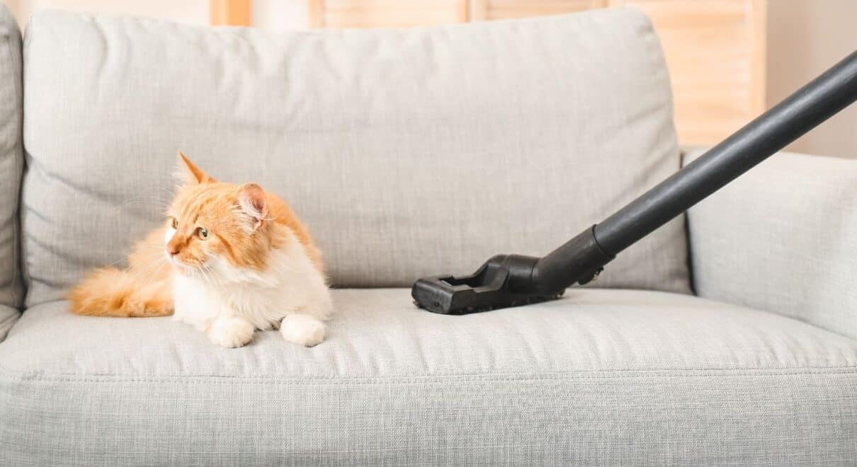 kedi tüyü temizleme