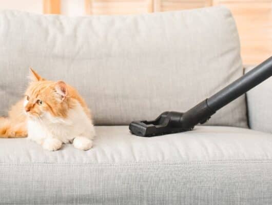 kedi tüyü temizleme