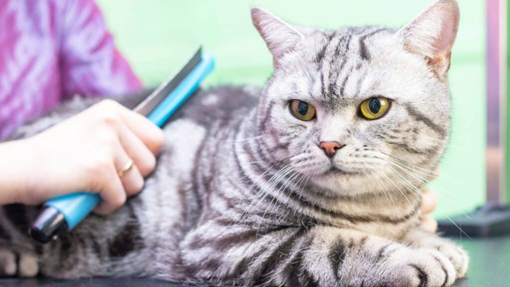 kedi tüyü temizleme