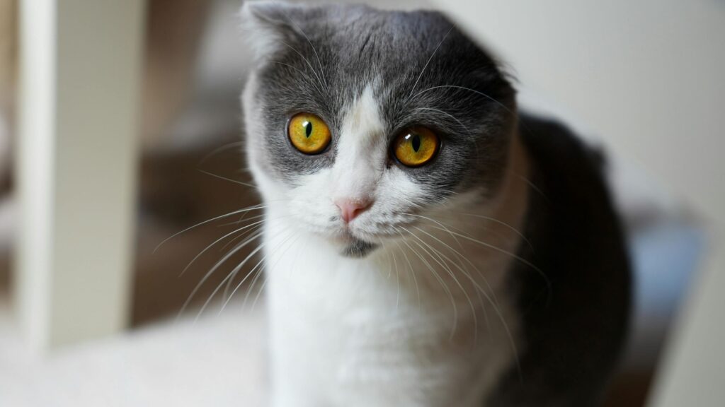Scottish Fold Yavru