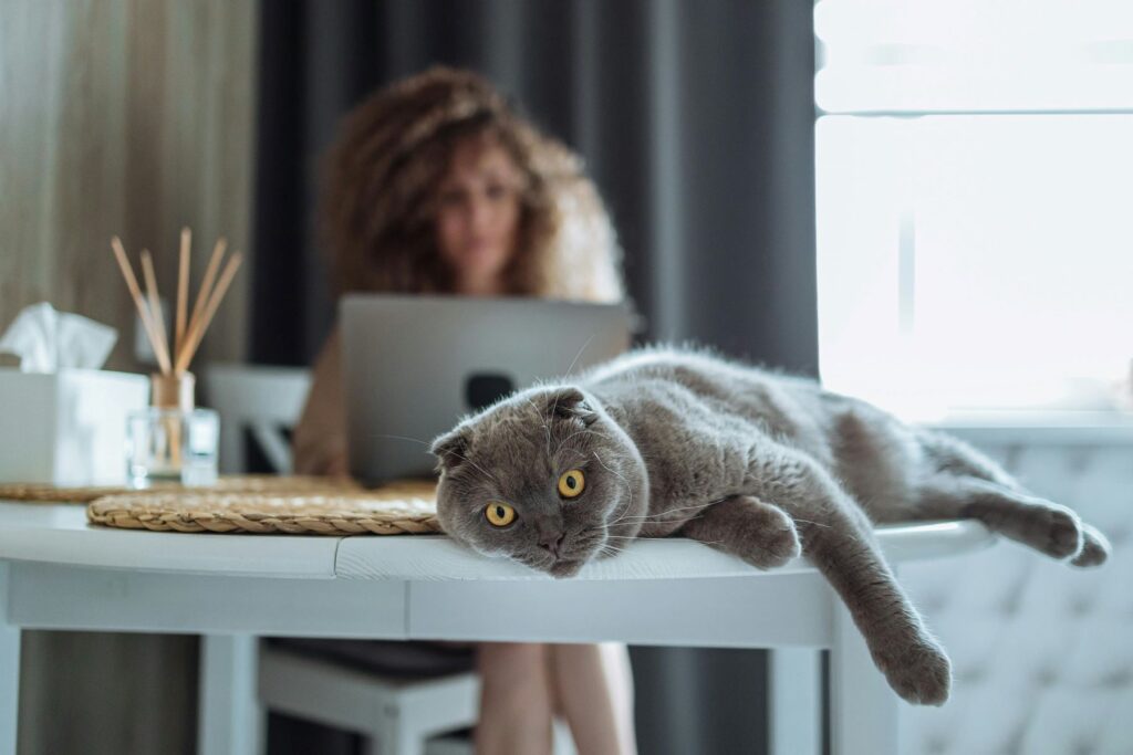 scottish fold yavru