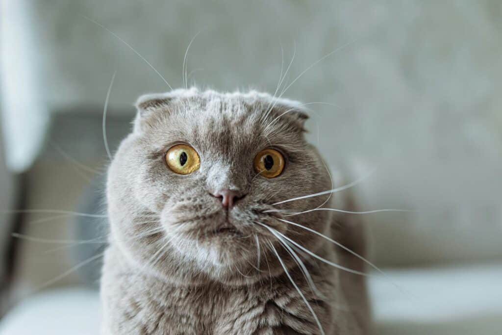 Scottish Fold Yavru