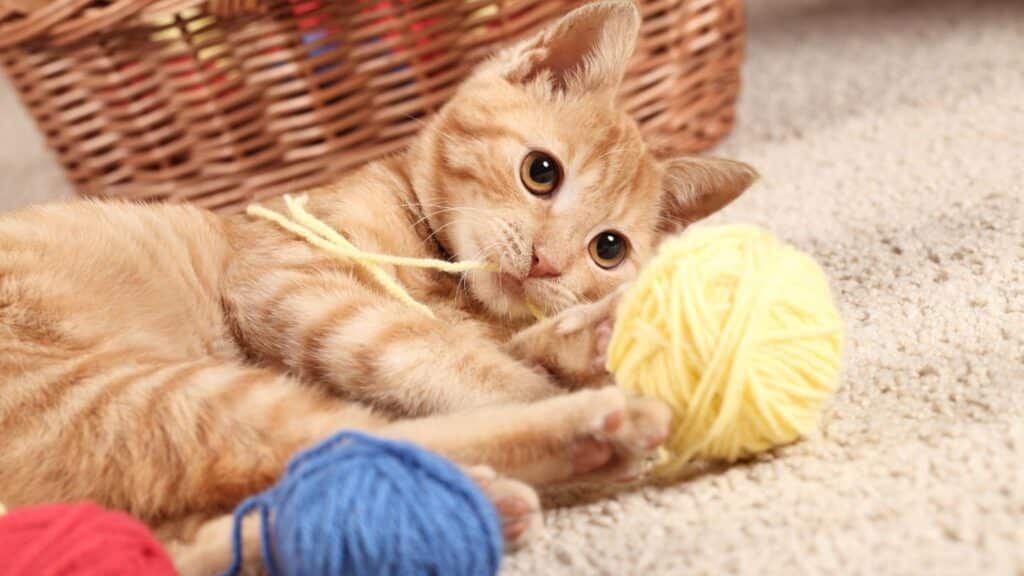 kedi tüyü temizleme