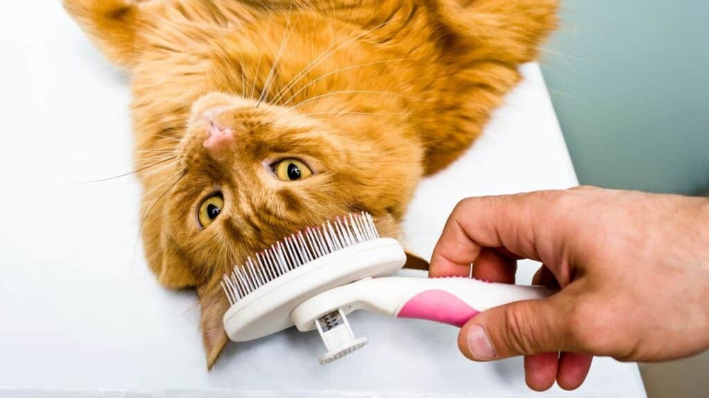 kedi tüyü temizleme