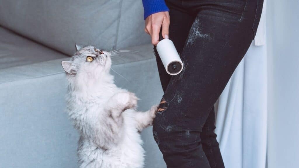 kedi tüyü temizleme