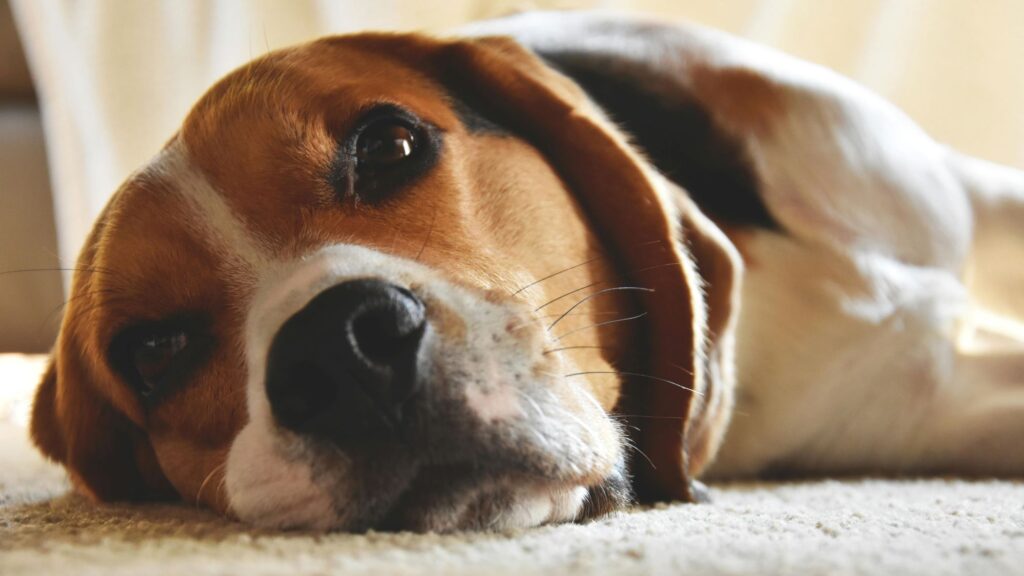 evde beslenen köpek türleri