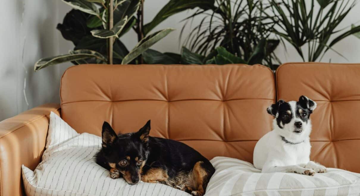 evde beslenen köpek türleri
