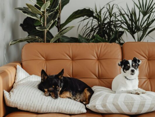 evde beslenen köpek türleri