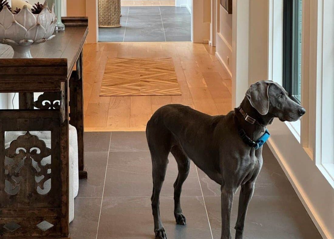 köpek gezdirme hizmeti