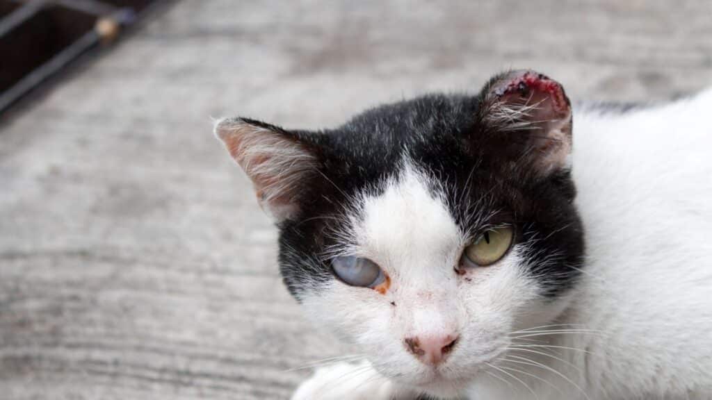 gözü iltihaplı yavru kedi