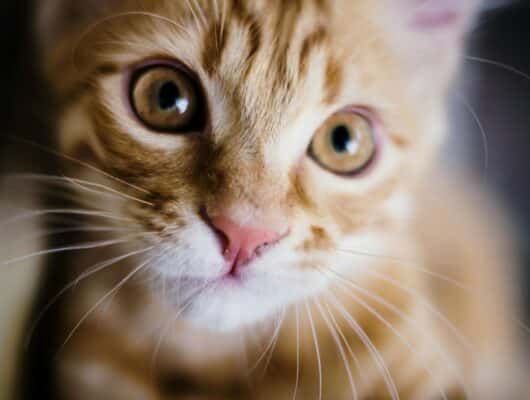gözü iltihaplı yavru kedi