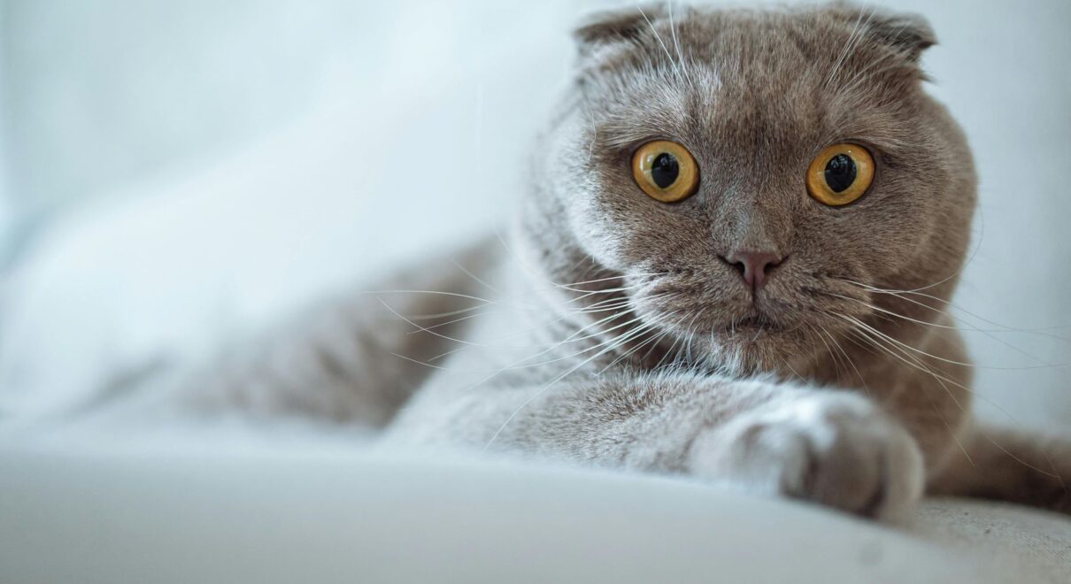 Scottish Fold Yavru