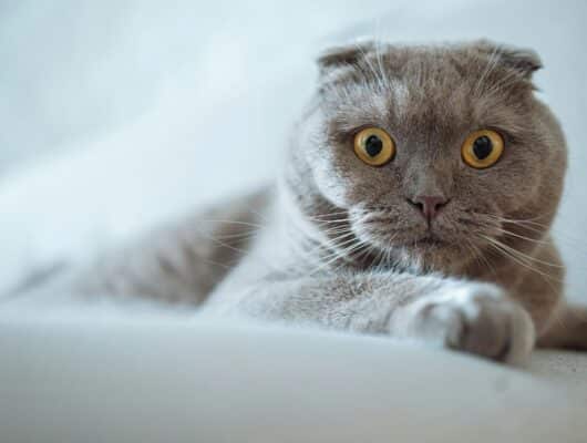 Scottish Fold Yavru