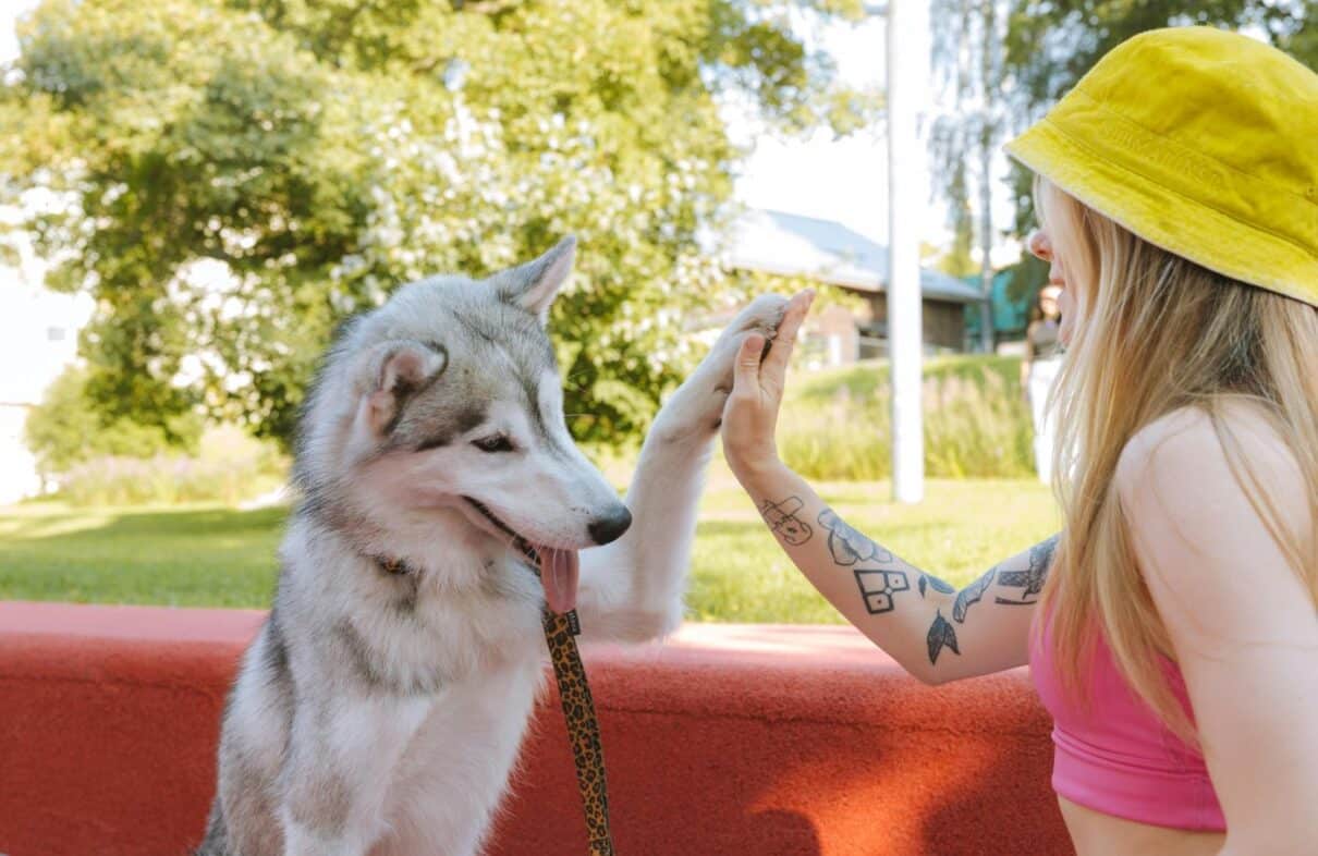 köpek gezdirme