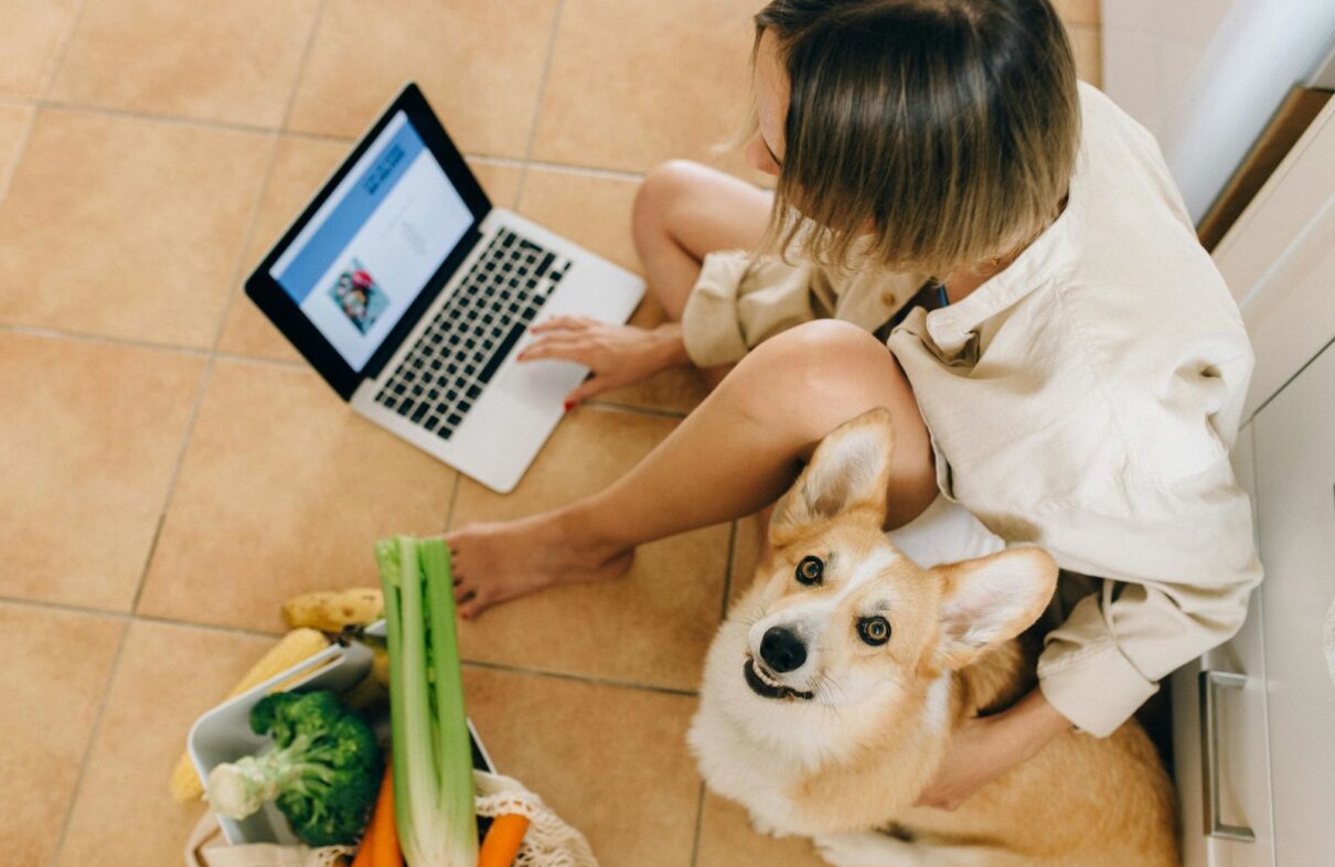 köpek gezdirme hizmeti