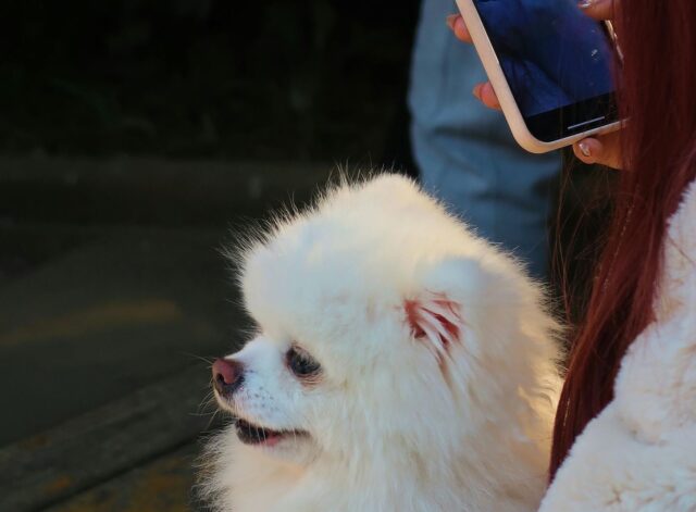 köpek gezdirme hizmeti