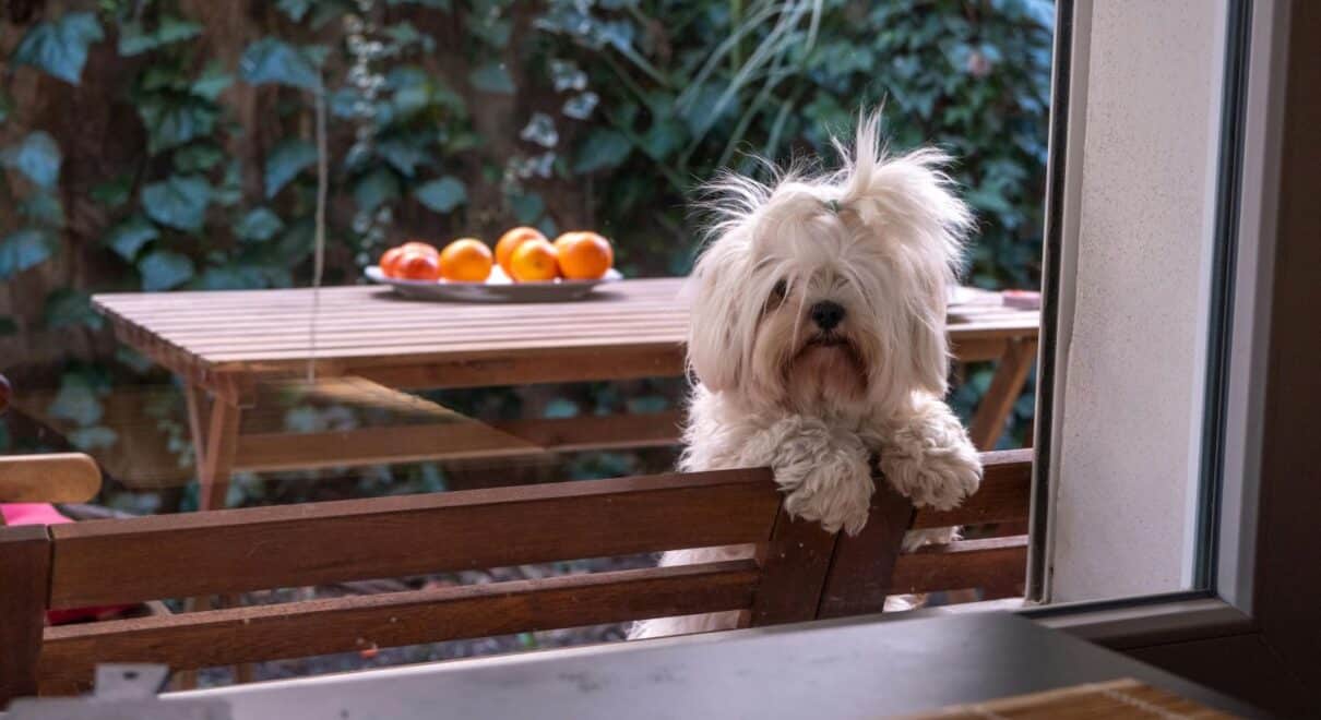 maltese terrier