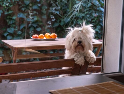 maltese terrier