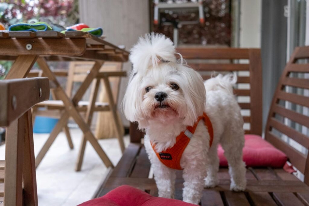 maltese terrier