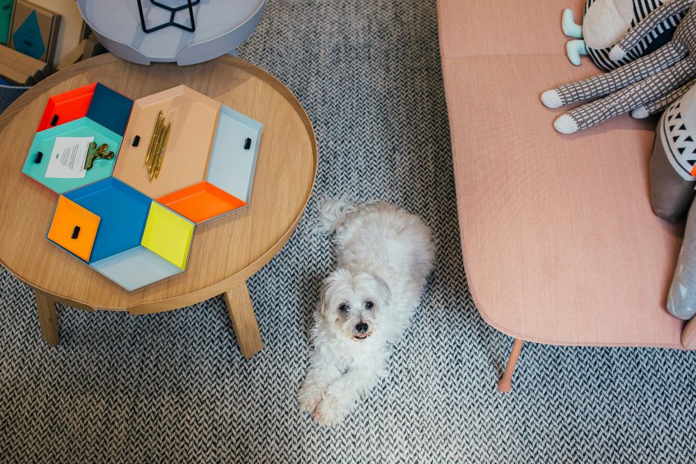 maltese terrier
