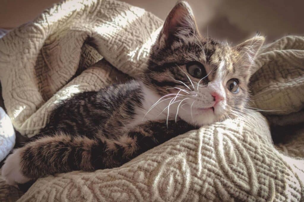 yavru kedi bakımı nasıl olmalı