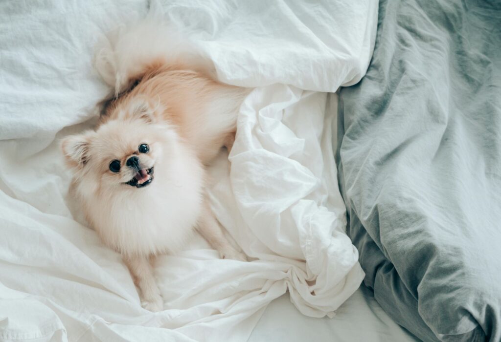 evde beslenen köpek türleri