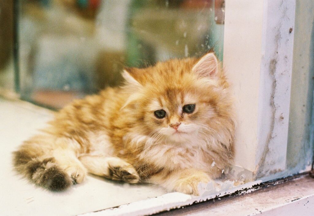 yavru kedi bakımı