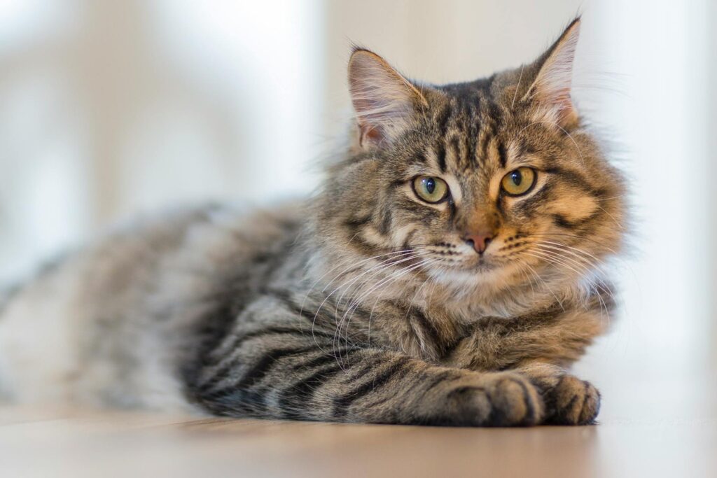 uzun tüylü tekir kedi