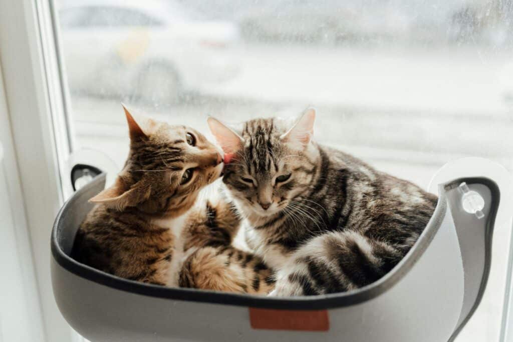 iki tane tekir kedi