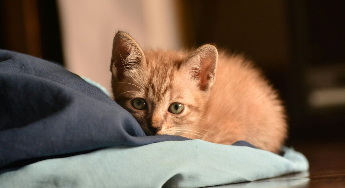 yavru kedi bakımı