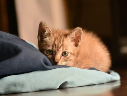 yavru kedi bakımı